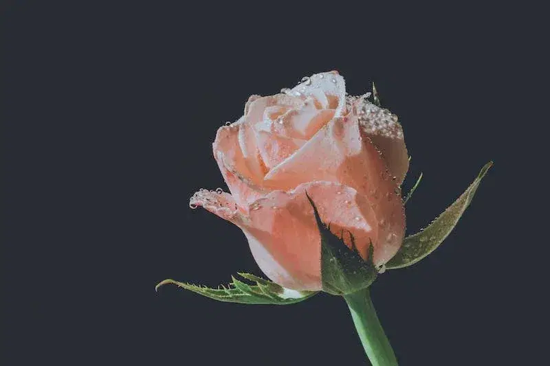 Featured